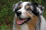 Australian Shepherd - 24W x 16H - Peel and Stick Wall Decal by Wallmonkeys