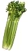 Celery Dehydrated Dried Survival Food - Giant #10 Can