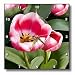 Flowers - Tulips - Wall Clocks