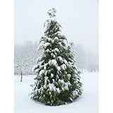 Professionally Framed Snow (On Christmas Tree) Art Poster Print - 13x19 with RichAndFramous Black Wood Frame
