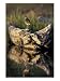 Lesser Yellowlegs in Wetlands, Potter Marsh, Alaska, USA Photographic Poster Print by...