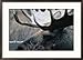 Bull Moose, Denali National Park & Preserve, Alaska, USA Framed Photographic Poster Print by Mark Newman, 29x21