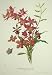 Orchidaceous Coll. Pl. I