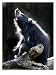 A Sloth Bear Enjoys the Morning Sun and a Passing Group of Tiny Midge Insects Photographic Print, 18