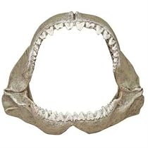 Exotic Environments Great White Shark Jaws, Small, 6-Inch by 3-1/2-Inch by 5-Inch
