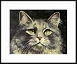 Majestic Tabby by Drew Strouble