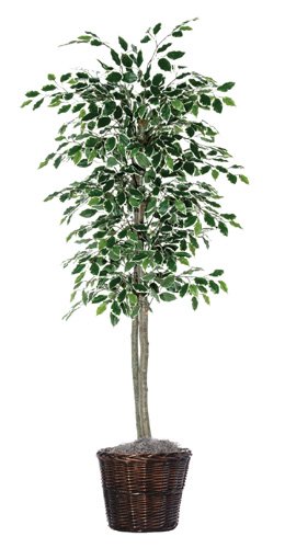 6' Artificial Potted All Natural Variegated Ficus Tree - Unlit