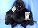 Koko Gorilla with Kitten Plush Toy
