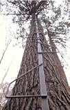 Summit 82001 17 Swiftree Climbing Stick