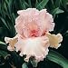 Outdoor Living : Ballerina Reblooming Iris