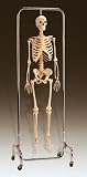 Deluxe Skeleton Reproduction