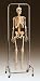 High quality skeleton closely resembles natural bone Skeleton is x-ray opaque. Calvarium is removable. Mandible is spring-held and maxilla can be removed One hand and one foot are spring-held for increased joint flexibility