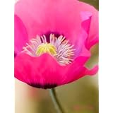 Blumen-Wandbild: Pinke Mohn-Bl�te als Kunstdruck / Fotoprint im Format 60cm x 45cmvon "NatureToPrint"