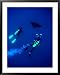 Two Divers and Manta Ray Between Batteaux Bay and Little Tobago Island, Trinidad & Tobago Framed Art Poster Print by Michael Lawrence, 31x39