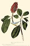 Canadwarbler - Artist: John James Audubon - Art Print Poster Size: 11.00 by 17.00 inches