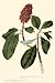 Kitchen & Housewares : Canadwarbler Art Print Poster By John James Audubon, 11 " x 17 "