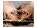 Crossbred 210-230 Pound Market-Weight Hogs Eating Animals Photographic Poster Print b...