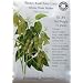 Bean Baby Lima Certified Organic Heirloom Seeds 30 Seeds