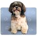 Shih