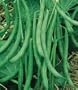 Contender Stringless Bush Bean-400+ Seeds-VALUE PACK!
