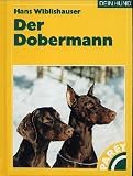 Der Dobermann.