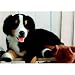 Plüti 1561-080-341 - Berner Sennenhund-Gangel - 80 cm