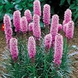 Kobold Blazing Star / Gay Feather - 8 Plants - Liatris - B0013AM7NY