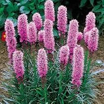 Blazing Star Kobold Liatris - Perennial Plant