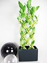 9GreenBox - Live 8 Braided Style Lucky Bamboo Plant Arrangement with Dark Blue Vase