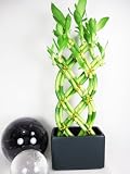 Save on 9GreenBox - Live 8 Braided Style Lucky Bamboo Plant Arrangement with Dark Blue Vase by 9GreenBox.com