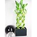 9GreenBox - Live 8 Braided Style Lucky Bamboo Plant Arrangement with Dark Blue Vase