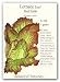 Lettuce Leaf Red Sails Seed
