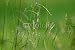 Wallmonkeys Peel and Stick Wall Decals - Long Grass - Removable Graphic