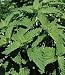 Catnip - 1 Pkt. (600 seeds)