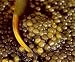 Osetra Caviar Prime 
