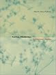 Lorine Niedecker: Collected Works