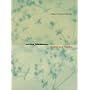 Lorine Niedecker: Collected Works
