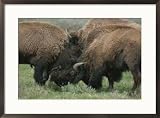 American bison spar during the summer mating season Framed Art Print by Norbert Rosing, 29