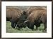 American bison spar during the summer mating season Subject Framed Art Poster Print by Norbert Rosing, 29x21