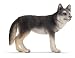 Wolf [Toy]