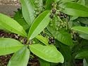 Allspice Plant - Jamaica Pepper - Pimenta dioica-3" pot