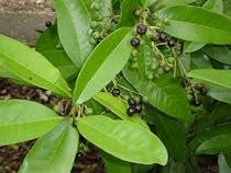 Allspice Plant - Jamaica Pepper - Pimenta dioica-3" pot