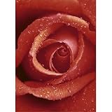 (72x100) Red Rose Huge Wall Mural Art Print Poster