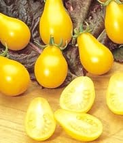 Organic Yellow Pear Tomato 75 Seeds -Heirloom