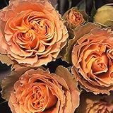 バラ苗 アンティークレース 国産新苗植え替え6号スリット鉢 フロリバンダ(FL) 四季咲き中輪　オレンジ系