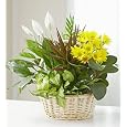 BUY : Flowers by 1800Flowers - Dish Garden with Fresh Cut Flowers - Large