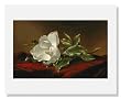 Martin Johnson Heade, Magnolia Grandiflora,
