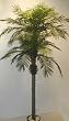 8' DOUBLE Date Palm Tree