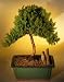 Bonsai Boy's Juniper Bonsai Tree - Upright Style<br><i>(juniper procumbens nana)</i>