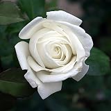 Eigenschaften Agel Rosen  / Edelrose 